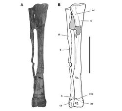 Figure 70. Hindlimb of Heterodontosaurus tucki from the Lower Jurassic Upper Elliot and Clarens formations of South Africa. Tibiotarsus in an adult skeleton (SAM-PK-K1328). Photograph (A) and line drawing (B) of the right tibiotarsus in anterior view. Hatching indicates broken bone; dashed lines indicate estimated edges; tone indicates matrix. Scale bar equals 5 cm. Abbreviations: as astragalus asp ascending process at anterior trochanter ca calcaneum cc cnemial crest fi fibula ti tibia.