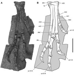 Figure 71. Pes of Heterodontosaurus tucki from the Lower Jurassic Upper Elliot and Clarens formations of South Africa. Tarsometatarsus and pes of an adult skeleton (SAM-PK-K1328). Photograph (A) and line drawing (B) of the right tarsometatarsus and pes in anterior view. Hatching indicates broken bone; dashed lines indicate estimated edges; tone indicates matrix. Scale bar equals 3 cm. Abbreviations: I-IV digits I-IV ded dorsal extensor depression dip dorsal intercondylar process dt3, 4 distal tarsals 3, 4 fo foramen mt1-4 metatarsals 1-4 un ungual.