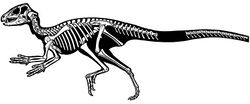 Figure 72. Skeleton of Heterodontosaurus tucki from the Lower Jurassic Upper Elliot and Clarens formations of South Africa. Silhouette skeletal reconstruction in lateral view showing preserved bones (based on SAM-PK-K1332). Distal most caudal vertebrae unknown.