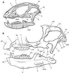 Figure 81. Partial skull of Manidens condorensis from the Middle Jurassic Cañadón Asfalto Formation of Argentina. Skull reconstructions in lateral view A Reversed from Pol et al. (2011)[6] B This study. Dashed lines indicate estimated edges. Abbreviations: a angular antfo antorbital fossa asaf anterior surangular foramen be buccal emargination bo basioccipital bt basal tubera d dentary d1, 2, 11 dentary tooth 1, 2, 11 emfo external mandibular fossa f frontal gl glenoid gr groove j jugal jfl jugal flange jh jugal horn m maxilla m1, 11 maxillary tooth 1, 11 n nasal pd predentary pm premaxilla po postorbital pof postorbital fossa popr paroccipital process q quadrate qj quadratojugal ri ridge sa surangular sq squamosal.