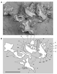 Figure 82. Partial skull of the heterodontosaurid Pegomastax africanus gen. n. sp. n. from the Lower Jurassic Upper Elliot Formation of South Africa. Partial skull (SAM-PK-K10488). Photograph (A) and line drawing (B) of the partial skull preserving the postorbital and anterior portion lower jaws. Hatching indicates broken bone; dashed lines indicate estimated edges; tone indicates matrix. Scale bar equals 2 cm. Abbreviations: adf anterior dentary foramen apd articular surface for the predentary cp coronoid process d dentary d1, 2, 8, 11 dentary tooth 1, 2, 8, 11 di diastema l left Mc Meckel’s canal pd predentary po postorbital pr posterior ramus pra prearticular r right rt replacement tooth sym symphysis t tooth vr ventral ramus.