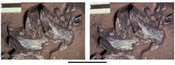 Figure 83. Lower jaws of the heterodontosaurid Pegomastax africanus gen. n. sp. n. from the Lower Jurassic Upper Elliot Formation of South Africa. Anterior portion of the lower jaws (SAM-PK-K10488). Stereopair of dentaries and predentary. Scale bar equals 2 cm.