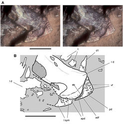 Figure 84. Lower jaw of the heterodontosaurid Pegomastax africanus gen. n. sp. n. from the Lower Jurassic Upper Elliot Formation of South Africa. Predentary and dentaries (SAM-PK-K10488). Stereopair (A) and line drawing (B) of the predentary and anterior portion of the dentaries in ventrolateral view. Hatching indicates broken bone; dashed lines indicate estimated edges; grey tone indicates matrix. Scale bars equal 1 cm. Abbreviations: adf anterior dentary foramen apd articular surface for the predentary d dentary d1 dentary tooth 1 l left pd predentary r right sym symphysis t tooth vf vascular foramen.