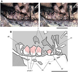 Figure 85. Dentary teeth of the heterodontosaurid Pegomastax africanus gen. n. sp. n. from the Lower Jurassic Upper Elliot Formation of South Africa. Dentary tooth row (SAM-PK-K10488). Stereopair (A) and line drawing (B) of left dentary teeth 1-8 in lateral view. Hatching indicates broken bone; dashed lines indicate estimated edges; grey tone indicates matrix; pink tone indicates wear facets. Scale bars equal 5 mm. Abbreviations: be buccal emargination d1, 2, 5–8 dentary teeth 1, 2 5–8 wf wear facets.