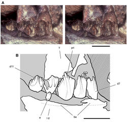 Figure 86. Dentary teeth of the heterodontosaurid Pegomastax africanus gen. n. sp. n. from the Lower Jurassic Upper Elliot Formation of South Africa. Posterior dentary teeth (SAM-PK-K10488). Stereopair (A) and line drawing (B) of left dentary teeth 7-11 in medial view. Hatching indicates broken bone; tone indicates matrix. Scale bars equal 5 mm. Abbreviations: be buccal emargination d dentary d7, 11 dentary tooth 7, 11 l left pri primary ridge rt replacement tooth.