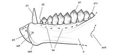 Figure 87. Lower jaw of the heterodontosaurid Pegomastax africanus gen. n. sp. n. from the Lower Jurassic Upper Elliot Formation of South Africa. Reconstruction of the predentary and dentary in lateral view (based on SAM-PK-K10488). Dashed lines indicate estimated edges. Abbreviations: adf anterior dentary foramen apd articular surface for the predentary be buccal emargination d dentary d1, 2, 11 dentary teeth 1, 2, 11 emf external mandibular fenestra pd predentary pri primary ridge.