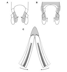 Figure 88. Hypotheses for jaw movement during tooth-to-tooth occlusion in Heterodontosaurus tucki. Jaw movements (arrows) to account for shearing wear facets during isognathous occlusion (from Crompton and Attridge 1986[8]) A Dorsomedial movement of the lower jaws against stable maxillary tooth rows B Dorsal movement of the lower jaws with lateral flaring of the maxillary tooth rows C Medial rotation of the dentaries pivoting anteriorly at the predentary-dentary joint.