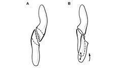 Figure 89. Occlusion and wear between maxillary and dentary teeth in Heterodontosaurus tucki. Reconstruction of left maxillary and dentary teeth in anterior view at different stages of wear A Dentition in a subadult with unworn crowns and near vertical occlusal plane with dashed lines indicating the occlusal surface of a worn crown (based on AMNH 24000) B Worn crowns from the middle of the tooth rows showing labiolingually concave wear facets, which are more concave in dentary than maxillary crowns (based on SAM-PK-K1332). The dentary tooth is shown at the initiation and conclusion of a masticatory stroke, with a dashed line showing the tooth margin hidden from view and registration dots and an arrow indicating tooth movement during occlusion.