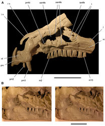 Figure 90. Snout and upper dentition in Heterodontosaurus tucki. Cast of snout and upper dentition (UCRC PVC11) from an early mold of adult skull SAM-PK-K1332 A Cast of snout and upper dentition in left lateral view B Stereopair of anterior portion of the left antorbital fossa in posterolateral view. Scale bar equals 2 cm in A and 1 cm in B. Abbreviations: aantfe accessory antorbital fenestra eantfe external antorbital fenestra iantfe internal antorbital fenestra j jugal l lacrimal or left m maxilla m2, 10, maxillary tooth 2, 10 n nasal nf narial fossa pm premaxilla pm2, 3 premaxillary tooth 2, 3 pmfo promaxillary fossa r right.