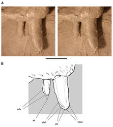 Figure 91. Premaxillary dentition in Heterodontosaurus tucki. Cast of premaxillary tooth 2 and 3 in left lateral view (UCRC PVC11) from an early mold of adult skull SAM-PK-K1332. Stereopair (A) and line drawing (B) showing spalling, abrasion, and the mesial and distal edges of ligual tooth-to-bill wear facets. Scale bar equals 5 mm. Abbreviations: aa apical abrasion bsae breakage surface with abraded edges elwf edge of lingual wear facet sfs spalled fracture surface safs spalled abraded fracture surface.