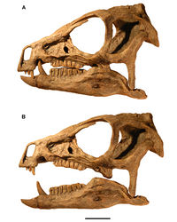 Figure 93. Relative position of the lower jaw in Heterodontosaurus tucki from the Lower Jurassic Upper Elliot and Clarens formations of South Africa. Position of the lower jaw during occlusion (A) and moderate gape (B) as seen in left lateral view of a cast of the cranium and lower jaws of adult specimen SAM-PK-K1332. Scale bar equals 2 cm.