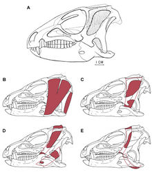 Figure 94. Previous jaw muscle reconstructions in Heterodontosaurus tucki from the Lower Jurassic Upper Elliot and Clarens formations of South Africa A Initial adductor muscle reconstruction (from Crompton and Attridge 1986[8]) B Reconstruction of the adductor mandibulae externus superficialis (left) and the depressor mandibulae (right) (adapted from figures in Norman et al. 2011[21]) C Reconstruction of the adductor mandibulae externus medialis (adapted from figures in Norman et al. 2011[21]) D Reconstruction of the adductor mandibulae externus profundus (left) (misidentified as “adductor mandibulae externus posterior” in legend for Fig. 35, Norman et al. 2011[21]) and the adductor mandibulae posterior (right) (adapted from figures in Norman et al. 2011[21]) E Reconstruction of the pseudotemporalis (left) and the pterygoideus posterior (right) (adapted from figures in Norman et al. 2011[21]).