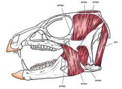 Figure 95. Jaw musculature and keratin sheathing in Heterodontosaurus from the Lower Jurassic Upper Elliot and Clarens formations of South Africa. Reconstruction of select jaw muscles and keratin sheathing of upper and lower bills supported in this study. Pink tone indicates wear facets. Abbreviations: amep adductor mandibulae externus profundus ames adductor mandibulae externus superficialis amev adductor mandibulae externus ventralis dm depressor mandibulae.