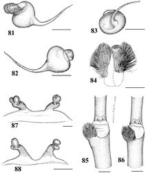 Figures 81–88. Iridopelma hirsutum Pocock, 1901 81–86 male (MZSP 36884) 81–83 left palpal bulb 81 prolateral 82 retrolateral, 83 frontal 84 cymbium showing protuberance 85 tibial spur of left leg I 86 tibial spur of left leg II 87–88 female spermathecae 87 (MNRJ 06251) 88 (MNRJ 06249). Scale bar = 1mm.