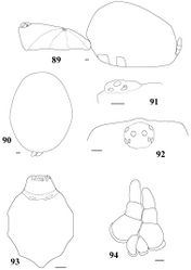 Figures 89–94. Iridopelma hirsutum Pocock, 1901, female (MNRJ 06249) 89 carapace and abdomen, lateral 90 abdomen, dorsal 91–92 eye tubercle 91 lateral 92 dorsal 93 labium and sternum 94 spinnerets, ventral. Scale bar = 1mm.