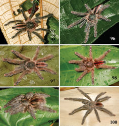 Figures 95–100. Iridopelma hirsutum Pocock, 1901, habitus 95–98 immatures in progression 99 female 100 male, all from Reserva Biológica de Saltinho, Rio Formoso, state of Pernambuco, except female, from E. E. Murici, Murici, state of Alagoas. Photos: R. Bertani.