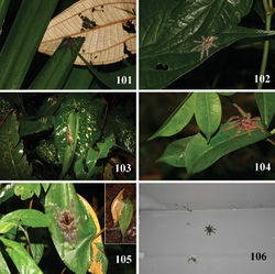 Figures 101–106. Iridopelma hirsutum Pocock, 1901, microhabitats 101 immature in retreat made with palm/Melastomatacea leaves 102, 104 immature in retreat made of two large unidentified leaves 103 immature in a retreat made of a Heliconiacea leaf 105 adult female in a retreat made of two leaves of “Guapeba” (Sapotaceae) 106 female on an abandoned house wall 101–104 Saltinho, state of Pernambuco, 105–106 E. E. Murici, Murici, state of Alagoas. Photos: R. Bertani.