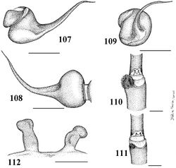 Figures 107–112. Iridopelma zorodes (Mello-Leitão, 1926) 107–111 male (MNRJ 06254) 107–109 left palpal bulb 107 prolateral 108 retrolateral 109 frontal 110 tibial spur of left leg I 111 tibial spur of left leg II 112 female (IBSP 11760) spermathecae. Scale bar = 1mm.