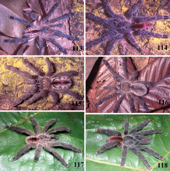 Figures 113–118. Iridopelma zorodes (Mello-Leitão, 1926), habitus 113–115 immatures in progression 116 female 117 male 118 female 113–116 immatures and female from Itabaiana National Park, Areia Branca, state of Sergipe 117 male from RPPN Camurujipe, São João da Mata, state of Bahia 118 female from Elísio Medrado, RPPN Jequitiba, state of Bahia (MNRJ 06253). Photos: R. Bertani.