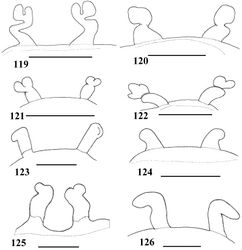 Figures 119–126. Variation in spermathecae 119–122 Iridopelma hirsutum Pocock, 1901 119 João Pessoa, state of Paraiba (IBSP 8076) 120 Sucupira, state of Pernambuco (IBSP 3986A) 121 Cabedelo, Ilha da Restinga, state of Paraiba (IBSP 8082) 122 Olinda, state of Pernambuco (IBSP 8080) 123–126 Iridopelma zorodes (Mello-Leitão, 1926) 123 Santo Amaro das Brotas, state of Sergipe (MZSP 10847) 124, 126 Acajutiba, state of Bahia (MZSP 32160–698, MZSP 32181–800) 125 Elísio Medrado, RPPN Jequitibá, state of Bahia (MNRJ 06253). Scale bar = 1mm.