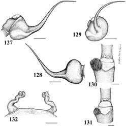 Figures 127–132. Iridopelma vanini sp. n. 127–131 male 127–129 left palpal bulb (IBSP 11328) 127 prolateral 128 retrolateral 129 frontal 130 tibial spur of left leg I 131 tibial spur of left leg II 132 holotype female (IBSP Ref. 74.595) spermathecae. Scale bar = 1mm.