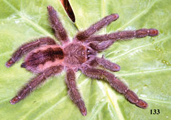 Figure 133. Iridopelma vanini sp. n., holotype female, habitus, from Parnamirim, state of Piaui. Photo: R. Bertani.