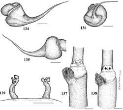 ' Figures 134–139.' Iridopelma katiae sp. n. 134–138 paratype male (MZSP 36888) 134–136 left palpal bulb 134 prolateral 135 retrolateral 136 frontal 137 tibial spur of left leg I 138 tibial spur of left leg II 139 holotype female (MZSP 36887) spermathecae. Scale bar = 1mm.