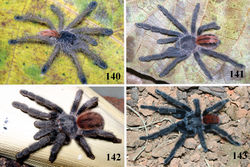 Figures 140–143. Iridopelma katiae sp. n., habitus 140 small immature 141 large immature 142 female 143 male, all from Chapada Diamantina National Park, Mucuge, state of Bahia. Photos: R. Bertani.