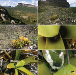 Figures 144–149. Iridopelma katiae sp. n. habitats 144 general view of Chapada Diamantina showing “Chapada” formation 145 detail of top of “Chapada” formation showing “campo rupestre” area and a bromeliad (Vriesea atra)“island” 146 detail of the bromeliad “island” 147 Iridopelma katiae sp. n. inside Vriesea atra leaves 148 Vriesea atra leaf folded and linked with silk threads making retreat 149 opened retreat, showing young. Photos: R. Bertani.