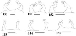 Figures 150–155. Variation in spermathecae 150–152 Iridopelma vanini sp. n. 150–151 Barreirinhas, state of Maranhão (IBSP 11343, IBSP 11330) 152 Colinas de Tocantins, state of Tocantins (IBSP 3918) 153–155 Iridopelma katiae sp. n. 153 Rio de Contas, state of Bahia (IBSP 10317) 154 Mucugê, Parque Nacional da Chapada Diamantina, state of Bahia (MZSP 36890) 155 Ibicoara, state of Bahia (MZSP 22762). Scale bar = 1mm.