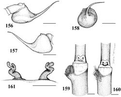 Figures 156–161. Iridopelma oliveirai sp. n. 156–160 male (IBSP 10100) 156–158 left palpal bulb 156 prolateral 157 retrolateral 158 frontal 159 tibial spur of left leg I 160 tibial spur of left leg II 161 female (IBSP 8714), spermathecae. Scale bar = 1mm.