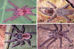 Figures 162–165. Iridopelma oliveirai sp. n., habitus 162–163 immatures in progression 164 paratype female (IBSP 8714) 165 holotype male (IBSP 10100), all from Central, state of Bahia. Photos: R. Bertani.