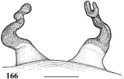 Figure 166. Iridopelma marcoi sp. n. holotype female (IBSP 36891), spermathecae. Scale bar = 1 mm.