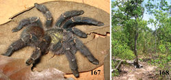 Figures 167–168. Iridopelma marcoi sp. n. 167 holotype female (IBSP 36891), habitus 168 habitat, São Desidério, state of Bahia. Photos: Marco A. Freitas.