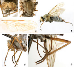 Figures 1–6. Dialineura elongat'a sp. n. Male. 1 head, frontal view 2 mesonotum 3 wing 4 habitus of male, lateral view 5 mid leg 6 hind leg.