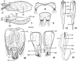 Figures 7–14. Dialineura elongata sp. n. Male. 7 terminalia, lateral view 8 tergite 8 9 sternite 8 10 epandrium, cercus and subepandrial sclerite, dorsal view 11 gonocoxite and gonostylus, dorsal view 12 aedeagus, dorsal view 13 aedeagus, ventral view 14 aedeagus, lateral view. Scale: 0.2 mm.