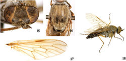 Figures 15–18. Dialineura elongata sp. n. Female. 15 head, frontal view 16 mesonotum 17 wing 18 habitus of female, lateral view.