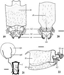 Figures 19–22. Dialineura elongata sp. n. Female. 19 terminalia, dorsal view 20 terminalia, ventral view 21 internal reproductive organs 22 terminalia, lateral view. Scale: 0.2 mm.