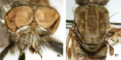 Figures 56, 57. Dialineura gorodkovi Zaitzev. Male. 56 head, frontal view 57 mesonotum.