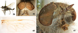 Figures 58–61. Dialineura affini's Lyneborg. Male. 58 habitus of male, lateral view 59 head, frontal view 60 wing 61 parafacial.