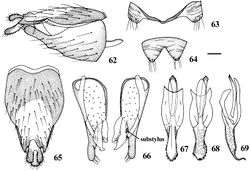 Figures 62–69. Dialineura affinis Lyneborg. Male. 62 terminalia, lateral view 63 tergite 8 64 sternite 8 65 epandrium, cercus and subepandrial sclerite, dorsal view 66 gonocoxite and gonostylus, dorsal view 67 aedeagus, dorsal view 68 aedeagus, ventral view 69 aedeagus, lateral view. Scale: 0.2 mm.