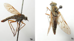 Figures 70, 71. Dialineura kikowensis Ôuchi. Female. 70 habitus of female, lateral view 71 habitus of female, dorsal view.