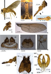 Figures 1–11. Protosilvius gurupi, sp. n., paratype female. 1 habitus 2 frons 3 antenna; below detail of clarified antenna of a different paratype showing sutures between distal flagellomeres (distal flagellomeres indicated by smaller seta) 4 palpus 5 wing 6 tergite 9, tergite 10 and cercus 7 sternite 8 and gonapophysis 8 genital fork and spermathecal ducts 9–11 paratype male 9 antenna 10 epandrium and cercus 11 gonostylus and aedeagus. Figs 1, 3, 4, 9 in lateral view; 2 in frontal view; 5, 6, 8 10 in dorsal view; 7, 11 in ventral view. Abbreviations: AED = aedeagus, CE = cercus, EJAP = ejaculatory apodeme, EP = epandrium, GCAP = gonocoxal apodeme, GCX = gonocoxite, GST = gonostylus, PP = postpedicel, T = tergite.