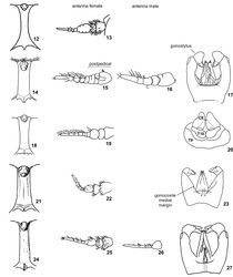 Figures 12–27. Protosilvius figures from Fairchild (1962)[1]. 12–13 Protosilvius longipalpis;12 frons 13 antenna, female 14–17 Protosilvius phoeniculus 14 frons 15 antenna, female 16 antenna, male 17 genitalia, male 18–20 Protosilvius termitiformis 18 frons 19 antenna, female 20 tergite 9, tergite 10 and cercus 21–23 Protosilvius priscus 21 frons 22 antenna, female 23 genitalia, male 24–27 Protosilvius mackerrasi 24 frons 25 antenna, female 26 antenna, male 27 genitalia, male. Figs 12, 14, 18, 21, 24 in frontal view; 13, 15, 16, 19, 22, 25, 26 in lateral view, all arranged in the same orientation, 17, 20, 23, 27 in dorsal view; 7, 11 in ventral view. Abbreviations: CE = cercus, T = tergite.