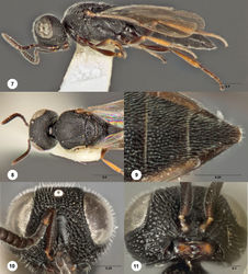 Figures 7–11. Bracalba globosa sp. n.,paratype female (OSUC 148612). 7 Lateral habitus 8 Head and mesosoma, dorsal view 9 Metasomal sterna 5–6, ventral view 11 Head, ventral view, holotype female (OSUC 148701) 10 Head, anterior view. Morphbank16