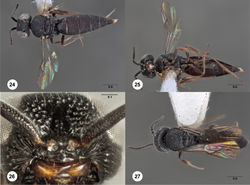 Figures 24–27. Bracalba intermedia sp. n.,paratype female (OSUC 180713). 24 Dorsal habitus 25 Ventral habitus, paratype female (OSUC 148707) 26 Head, ventral view, paratype male (OSUC 227576) 27 Dorsal habitus. Morphbank20