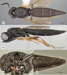 Figures 47–50. Bracalba propodealis sp. n.,holotype female (OSUC 227590). 47 Dorsal habitus, paratype female (OSUC 227591) 48 Lateral habitus, paratype female (OSUC 238190) 49 Head, ventral view 50 Metasomal sterna 5–6, ventral view. Morphbank26