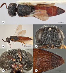 Figures 55–59. Bracalba sparsa sp. n.,holotype female (OSUC 231798). 55 Dorsal habitus 56 Lateral habitus 58 Head, ventral view, paratype female (OSUC 238205) 57 Head, anterior view 59 Metasomal sterna 5–6, ventral view. Morphbank28