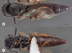 Figures 60–61. Bracalba tricorata sp. n.,holotype female (OSUC 238541). 60 Dorsal habitus 61 Ventral habitus. Morphbank29