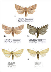 Figures 1–5. Harutaeographa ssp. adults. 1 Harutaeographa cinerea, male, West-Nepal, Bheri (BBT) 2 Harutaeographa cinerea, female, West-Nepal, Bheri (BBT) 3 Harutaeographa yangzisherpani yangzisherpani, male, Nepal, Janakpur (BBT) 4 Harutaeographa monimalis, male, China, W. Yunnan (DNK) 5 Harutaeographa monimalis, female, China, W. Yunnan (DNK)